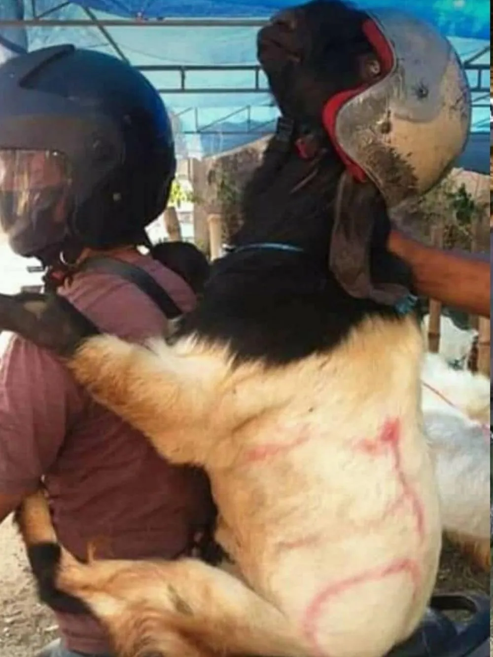 potret lucu bawa kambing Twitter potret lucu bawa kambing Twitter