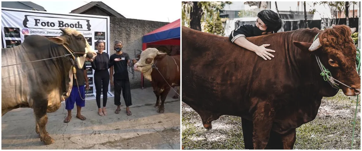 8 Seleb ini pilih sapi jumbo buat hewan kurban Idul Adha