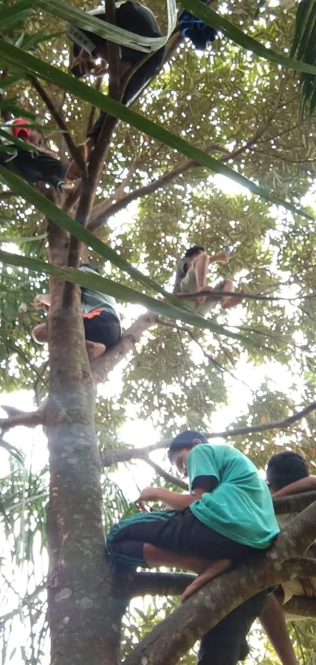 Pelajar naik pohon demi sinyal Facebook/ Renni Rosari Sinaga
