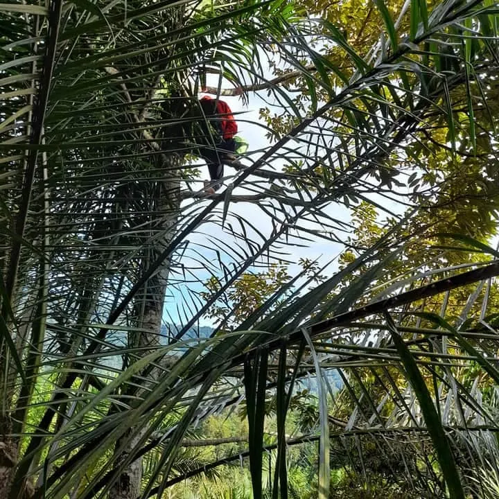 Pelajar naik pohon demi sinyal Facebook/ Renni Rosari Sinaga