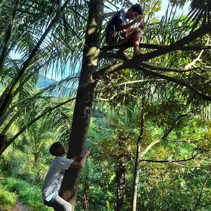 Pelajar naik pohon demi sinyal Facebook/ Renni Rosari Sinaga