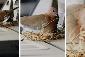 Tajir melintir, pria ini relakan mobil mewahnya jadi sarang burung