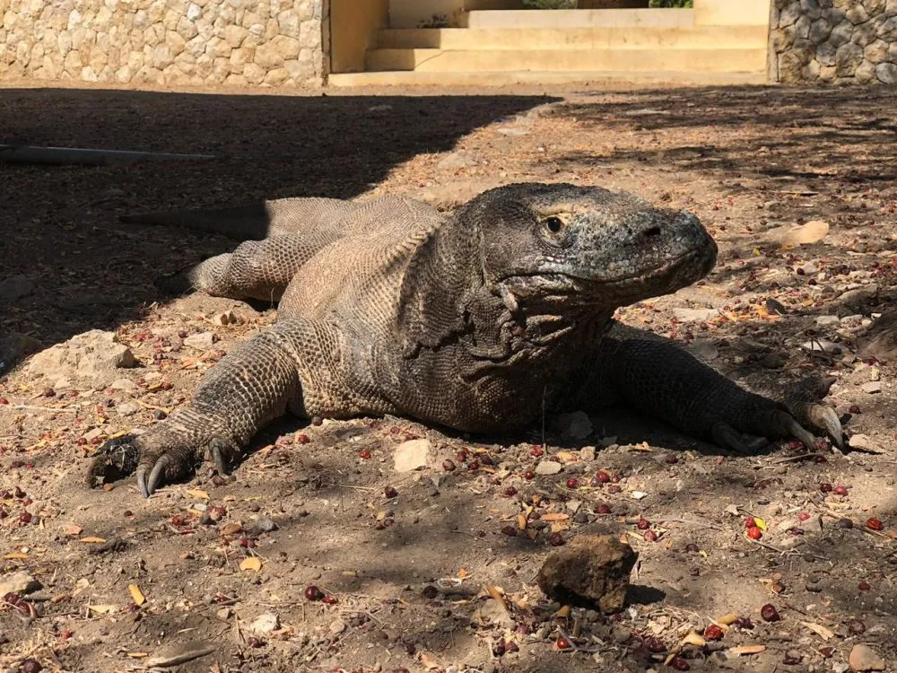 Destinasi wisata di labuan bajo © 2020 brilio.net Destinasi wisata di labuan bajo © 2020 brilio.net