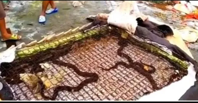 ular bersarang di kasur Instagram ular bersarang di kasur Instagram