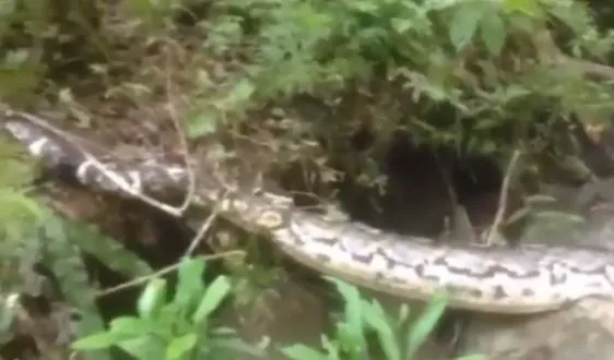 ular raksasa mati di kalimantan Instagram ular raksasa mati di kalimantan Instagram