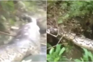 Viral penampakan ular raksasa terbujur kaku di Kalimantan