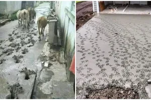 15 Aksi binatang rusak cor semen jalan, bikin ngelus dada