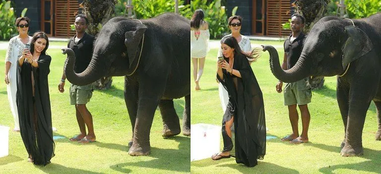 Potret bareng hewan apes Berbagai sumber