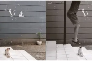 Viral lelaki terlihat mau injak kucing, endingnya bikin tepuk jidat