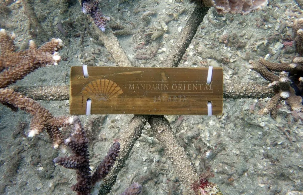 Mandarin terumbu karang © 2020 brilio.net