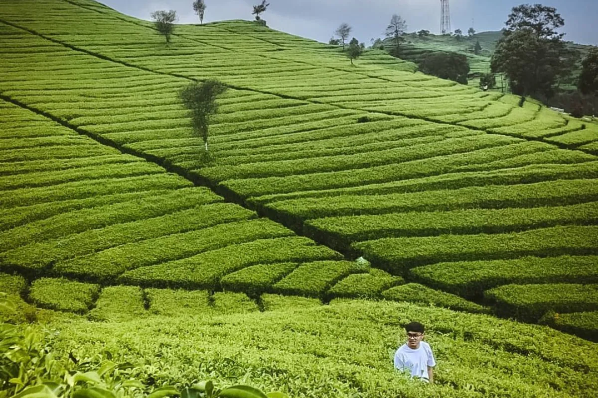 10 Destinasi wisata di Subang yang menarik dikunjungi