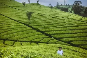 10 Destinasi wisata di Subang yang menarik dikunjungi