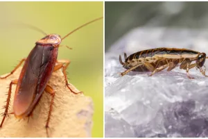 12 Cara membasmi kecoa di dalam rumah, mudah dengan bahan alami