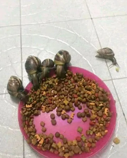 hewan mukbang Berbagai sumber hewan mukbang Berbagai sumber