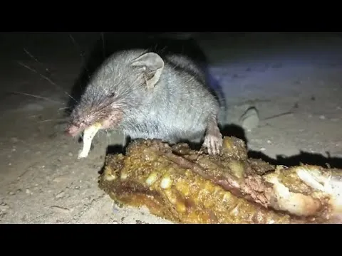 hewan mukbang Berbagai sumber hewan mukbang Berbagai sumber