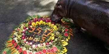 hewan mukbang Berbagai sumber hewan mukbang Berbagai sumber