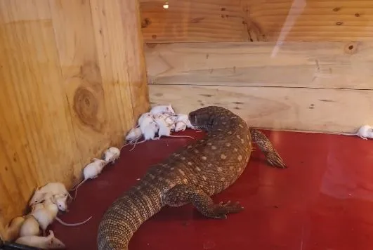 hewan mukbang Berbagai sumber hewan mukbang Berbagai sumber