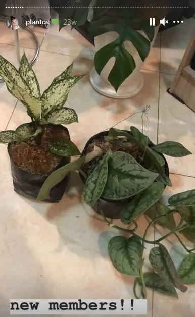 koleksi tanaman hias Haico © 2020 Instagram koleksi tanaman hias Haico © 2020 Instagram