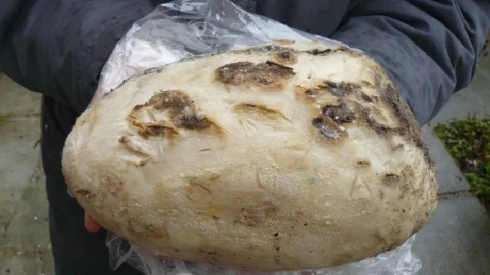 nelayan thailand temukan ambergris © Berbagai Sumber nelayan thailand temukan ambergris © Berbagai Sumber