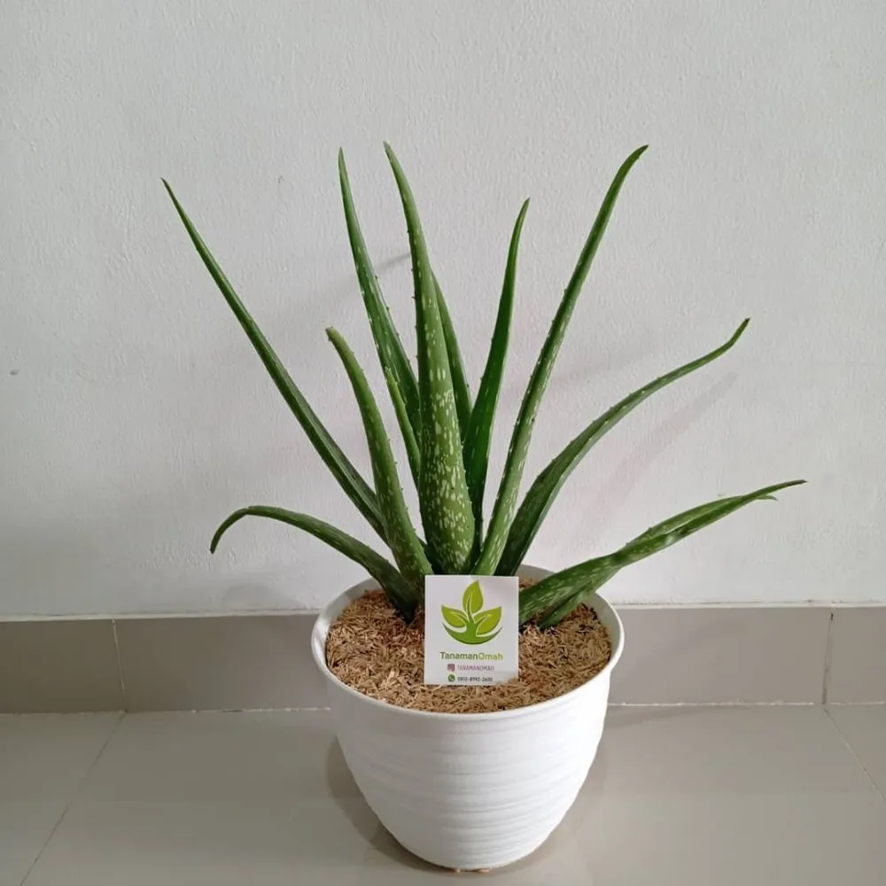 Tanaman hias hidroponik sederhana freepik ; Instagram© 2021 brilio.net Tanaman hias hidroponik sederhana freepik ; Instagram© 2021 brilio.net