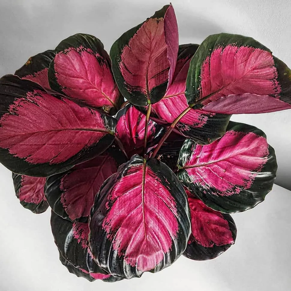 tanaman hias gantung daun ungu ©Instagram tanaman hias gantung daun ungu ©Instagram