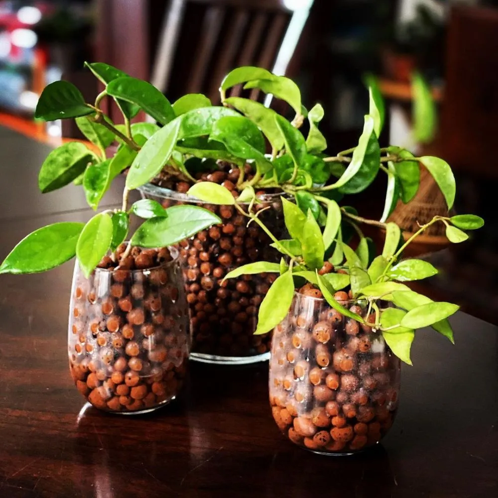 Media tanam hidroponik organik dan anorganik Intagram ; freepik © 2021 brilio.net