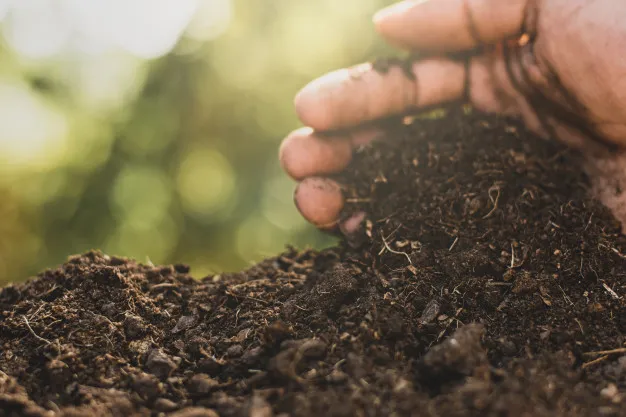 Media tanam hidroponik organik dan anorganik Intagram ; freepik © 2021 brilio.net