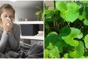 8 Tanaman obat flu yang ampuh dan mudah didapat