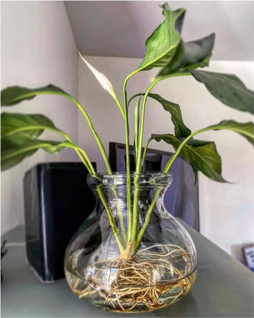 tanaman hidroponik bunga ©Instagram tanaman hidroponik bunga ©Instagram