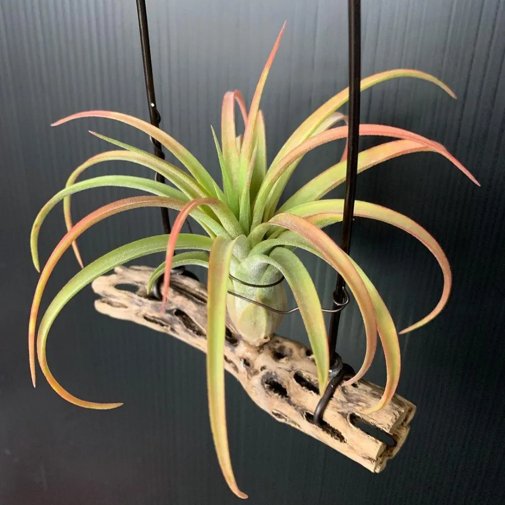 hidroponik gantung ©Instagram hidroponik gantung ©Instagram