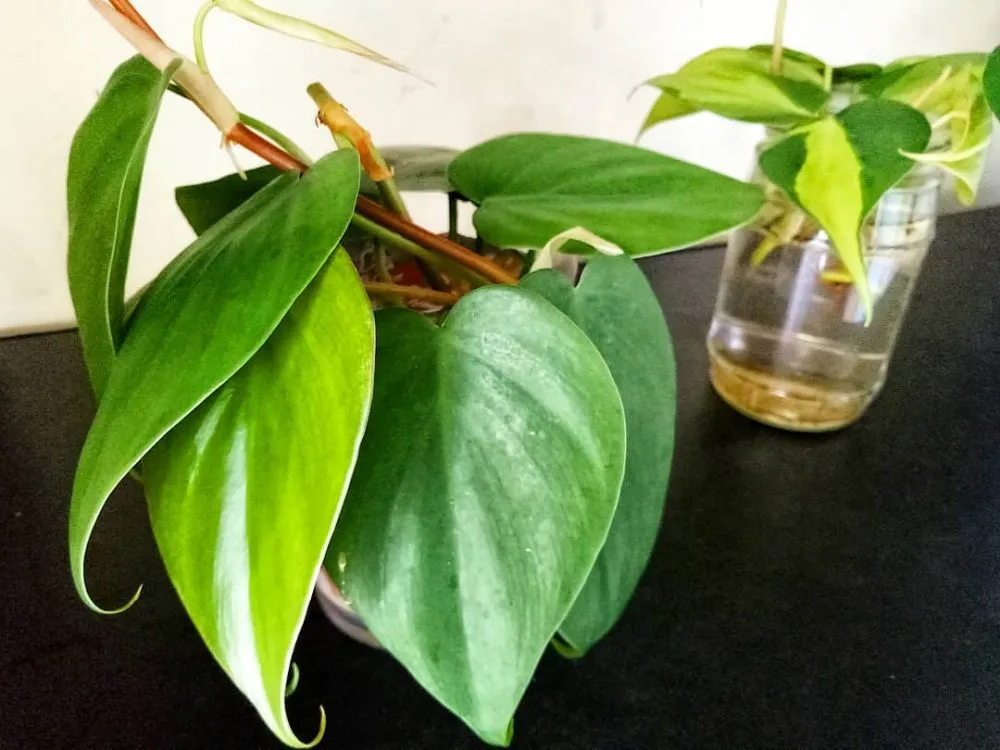 tanaman rambat hidroponik © Instagram