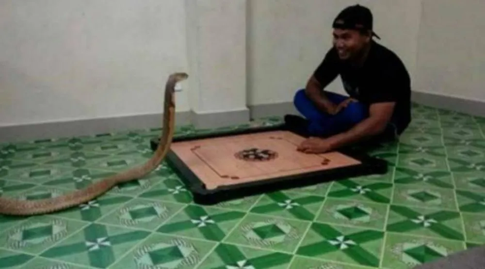 main karambol © Berbagai Sumber