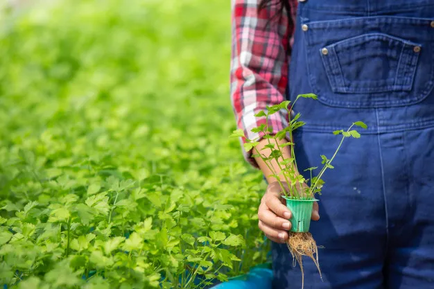 kelebihan tanaman hidroponik © freepik.com kelebihan tanaman hidroponik © freepik.com