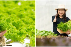 9 Kelebihan tanaman hidroponik yang wajib diketahui