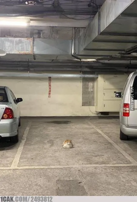 momen pas di tempat parkir © 2021 1cak.com momen pas di tempat parkir © 2021 1cak.com