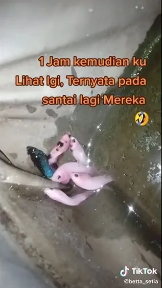ikan cupan nongkrong dipinggiran Berbagai sumber
