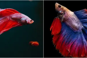 Viral ikan cupang suka 