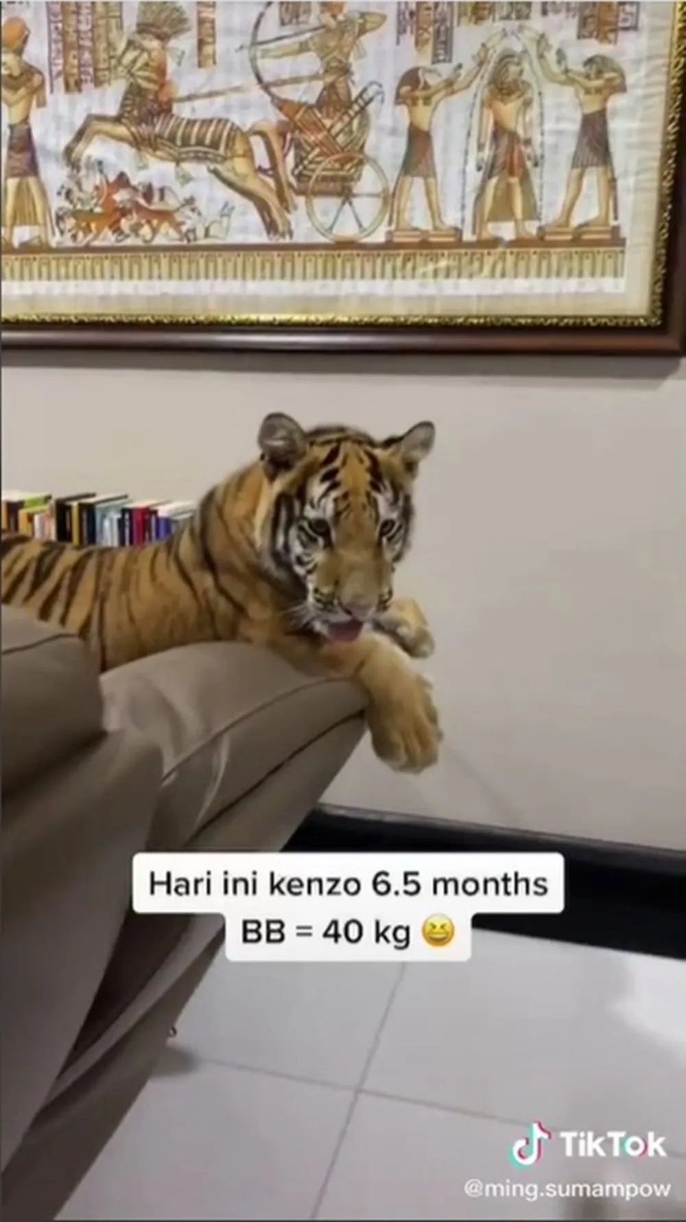 keluarga pelihara harimau © TikTok keluarga pelihara harimau © TikTok