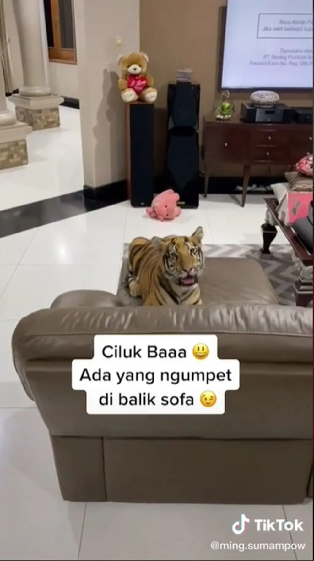 keluarga pelihara harimau © TikTok keluarga pelihara harimau © TikTok