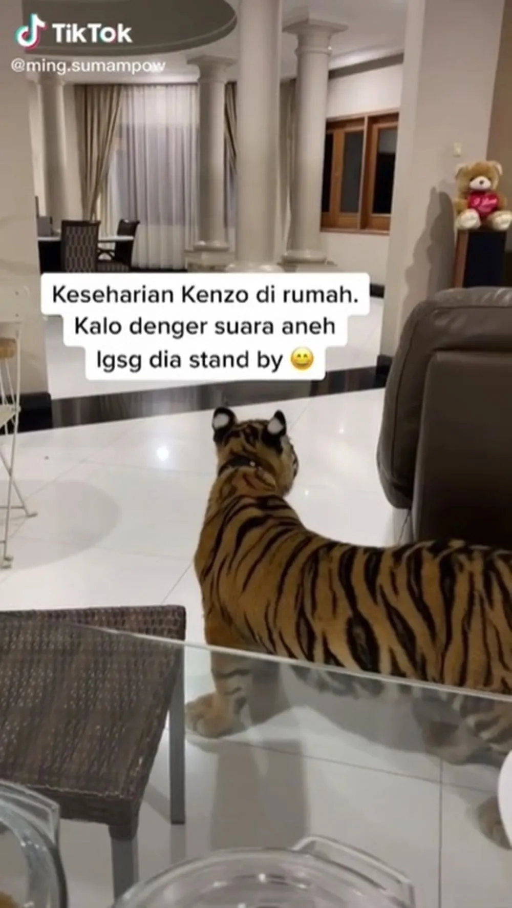 keluarga pelihara harimau © TikTok keluarga pelihara harimau © TikTok