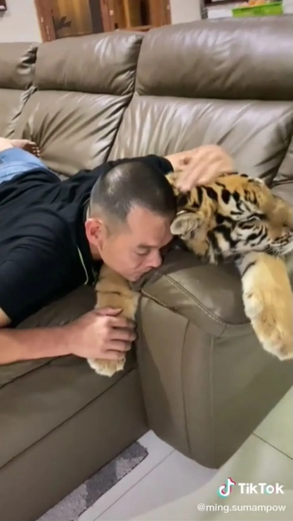 keluarga pelihara harimau © TikTok keluarga pelihara harimau © TikTok