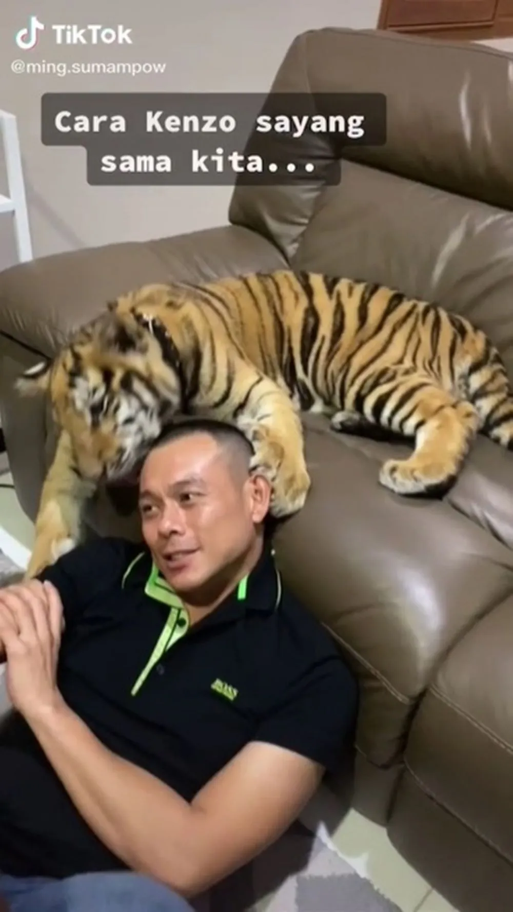 keluarga pelihara harimau © TikTok keluarga pelihara harimau © TikTok