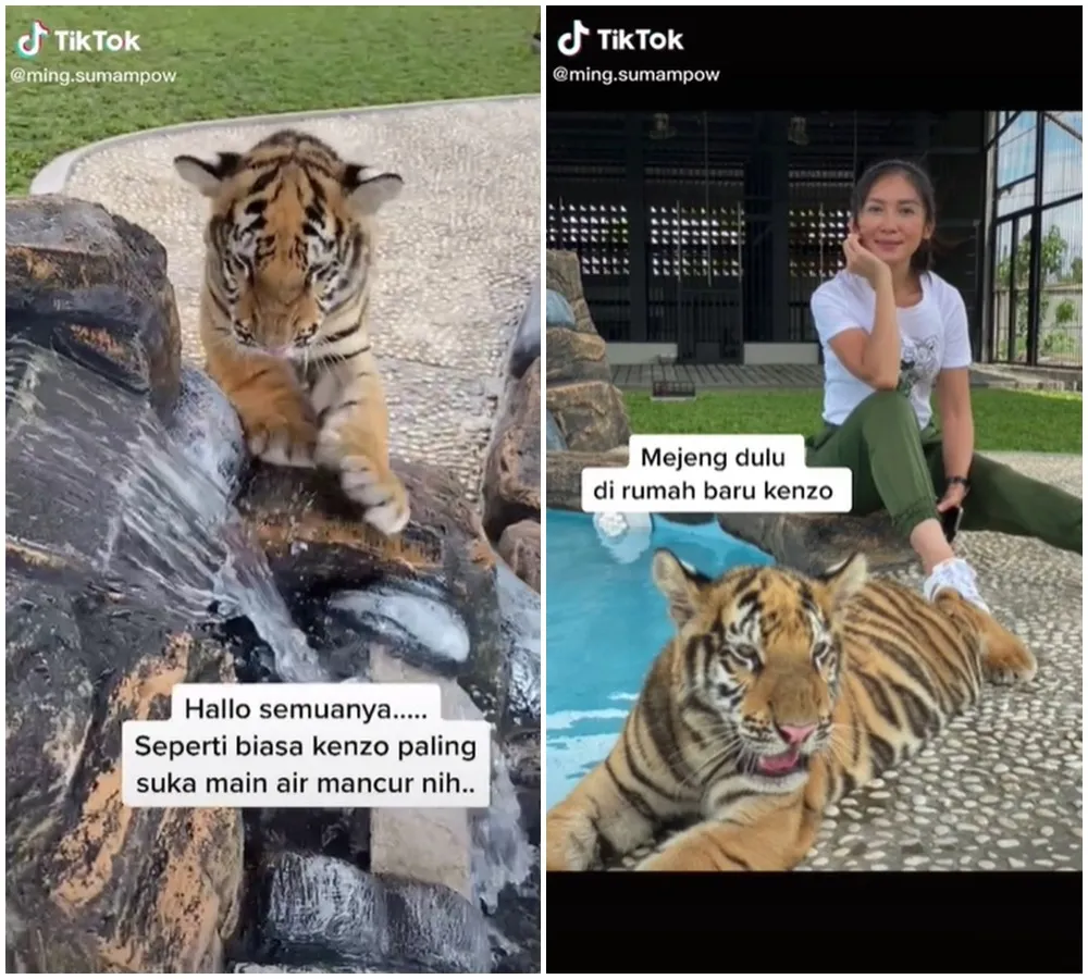 keluarga pelihara harimau © TikTok keluarga pelihara harimau © TikTok