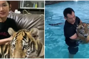 10 Potret Kenzo harimau yang dipelihara bebas di rumah hunian keluarga
