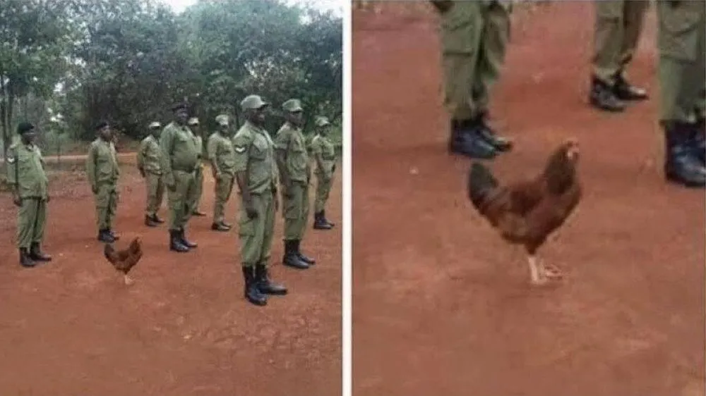 tingkah ayam kocak © Berbagai Sumber tingkah ayam kocak © Berbagai Sumber