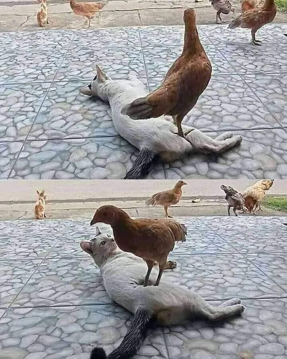 tingkah ayam kocak © Berbagai Sumber tingkah ayam kocak © Berbagai Sumber