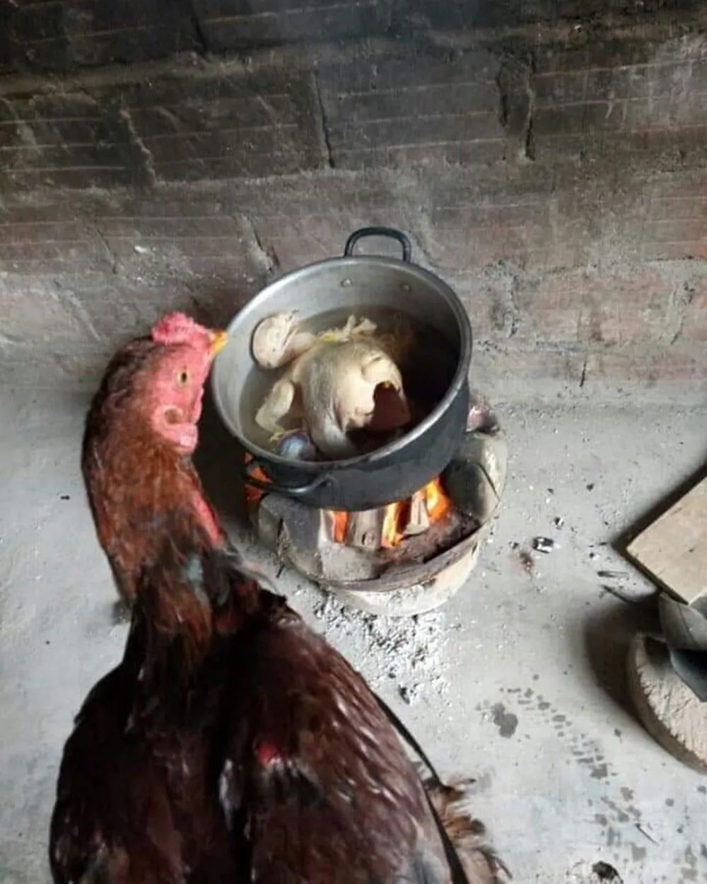 tingkah ayam kocak © Berbagai Sumber tingkah ayam kocak © Berbagai Sumber