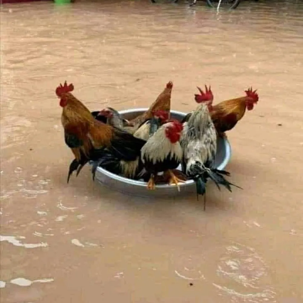 tingkah ayam kocak © Berbagai Sumber tingkah ayam kocak © Berbagai Sumber