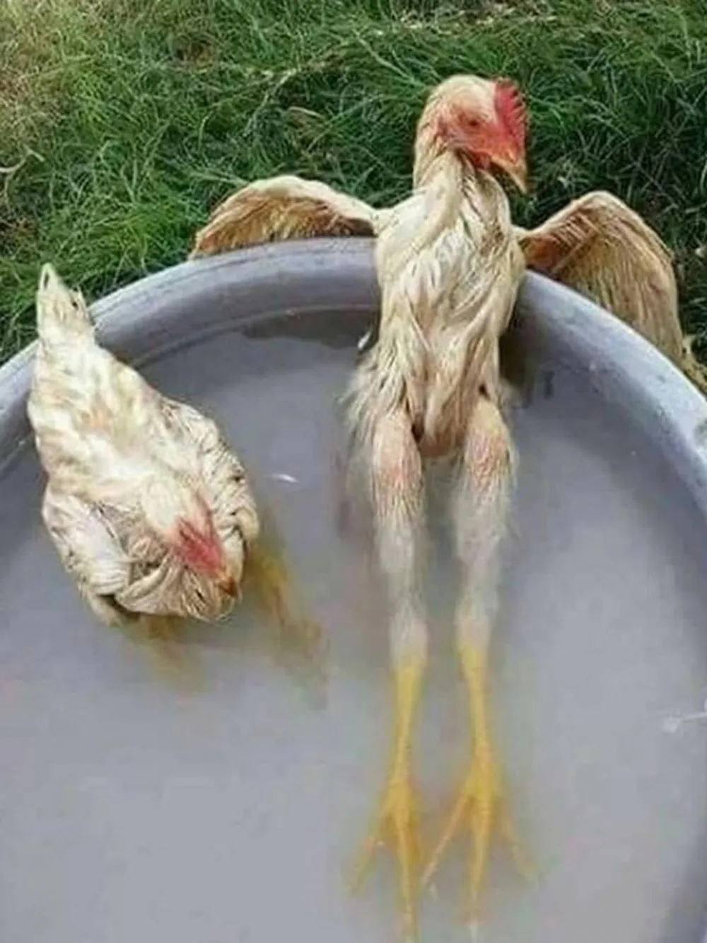 tingkah ayam kocak © Berbagai Sumber tingkah ayam kocak © Berbagai Sumber