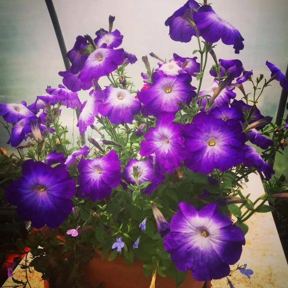 tanaman gantung petunia © freepik.com tanaman gantung petunia © freepik.com